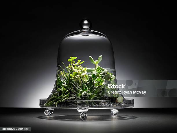 Saftige Pflanzen Unter Der Glaskuppel Stockfoto und mehr Bilder von Sukkulente - Sukkulente, Glas, Kuppeldach