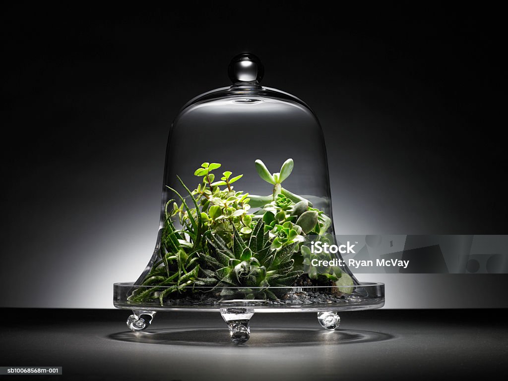 Succulent plants under glass dome  Succulent Plant Stock Photo