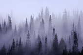 USA, Washington, Pierce County, Mount Rainier National Park, Cascade Range, Mist in  forest