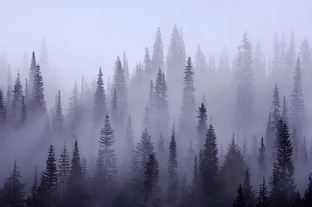 Photo of USA, Washington, Pierce County, Mount Rainier National Park, Cascade Range, Mist in  forest