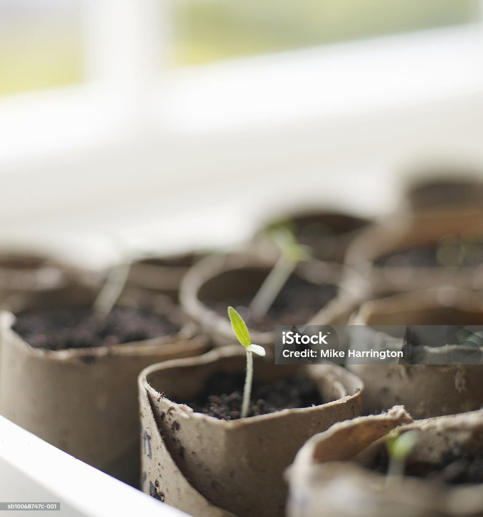 Plant growing in pot. - Foto de stock de Agricultura libre de derechos