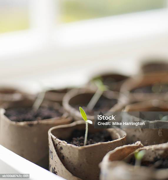 Plant Growing In Pot Foto de stock y más banco de imágenes de Agricultura - Agricultura, Aire libre, Color - Tipo de imagen