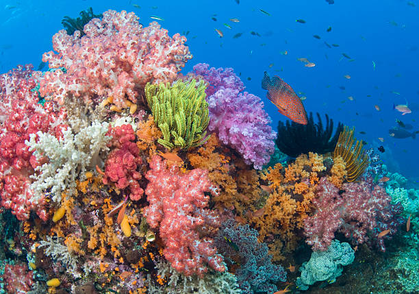 coral reef, uderwater view - archipel raja ampat photos et images de collection