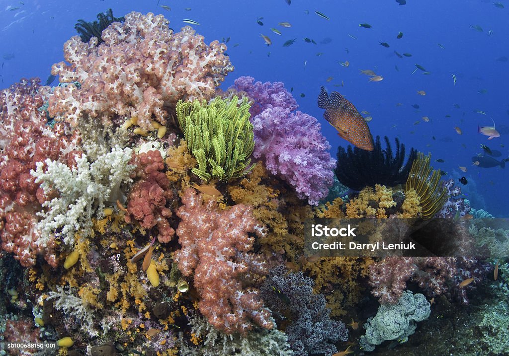 Coral reef, uderwater view - Royalty-free Ilhas Raja Ampat Foto de stock