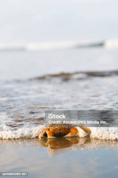 Crab On Beach Stock Photo - Download Image Now - Animal Wildlife, Beach, Breaking Wave