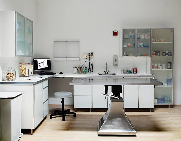 veterinarian examination room, digital xray on monitor screen - veterinary medicine imagens e fotografias de stock