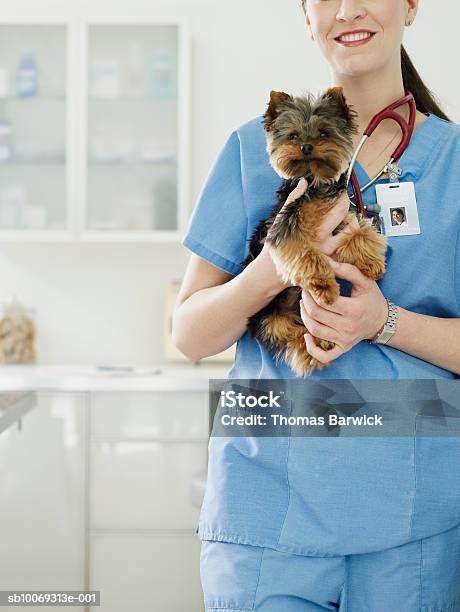 Photo libre de droit de Female Veterinarian Holding Yorkshire Terrier Puppy banque d'images et plus d'images libres de droit de Vétérinaire