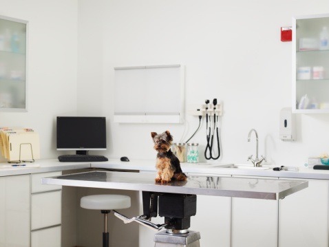 Yorkshire terrier puppy sitting on exam table in veterinarian exam room photo