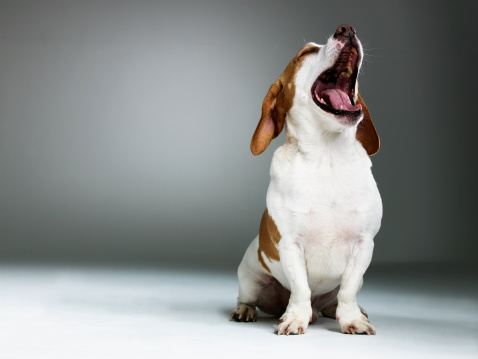 Mixed breed dog yawning, close-up photo
