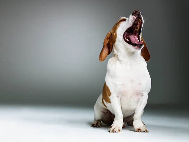 Mixed breed dog yawning, close-up  animal mouth stock pictures, royalty-free photos & images