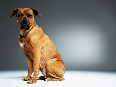 precious little boxer puppy laying down and looking to side in front of white background in studio