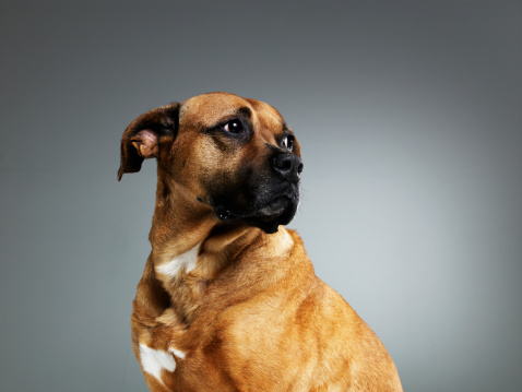 A Pit Bull Terrier x American Bulldog mixed breed dog listening with a head tilt