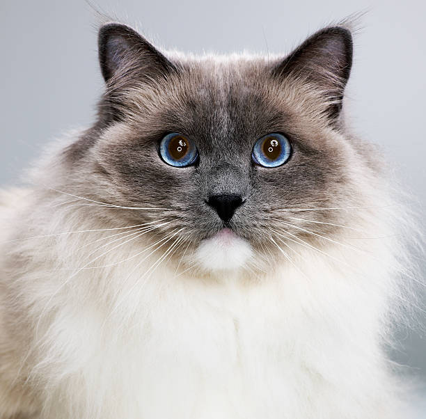 Ragdoll cat, close-up, portrait  ragdoll cat stock pictures, royalty-free photos & images