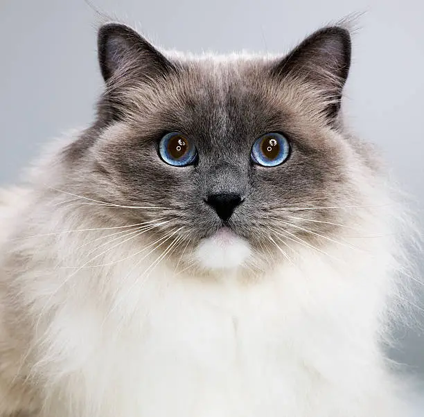 Photo of Ragdoll cat, close-up, portrait