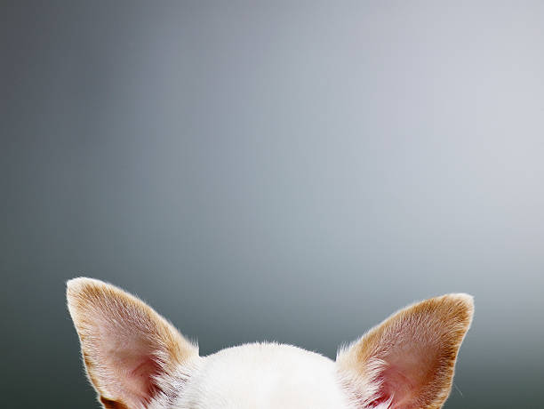 white chihuahua ears, close-up, high section - animal ear stock-fotos und bilder