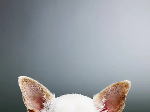 Photo of White Chihuahua ears, close-up, high section