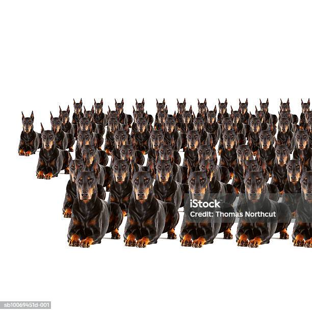 Große Gruppe Von Dobermans Auf Weißem Hintergrund Stockfoto und mehr Bilder von Klonen