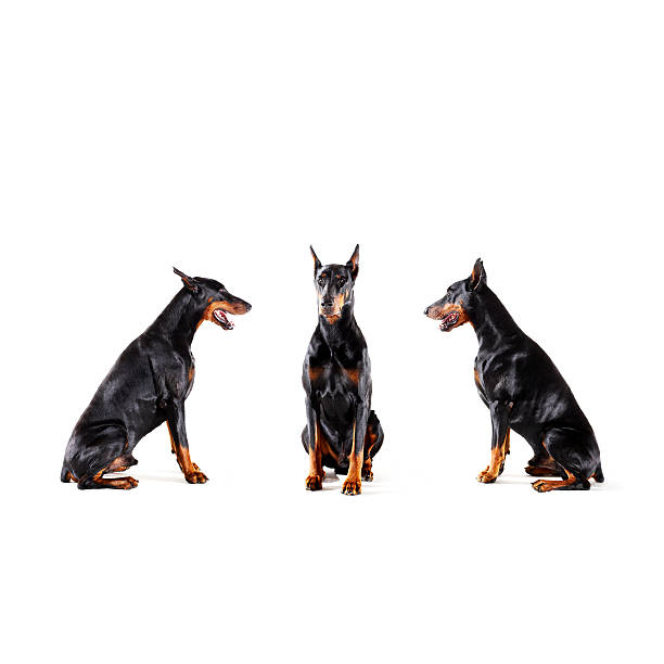 dobermans ユニオンスクエアでの - ドーベルマン ストックフォトと画像