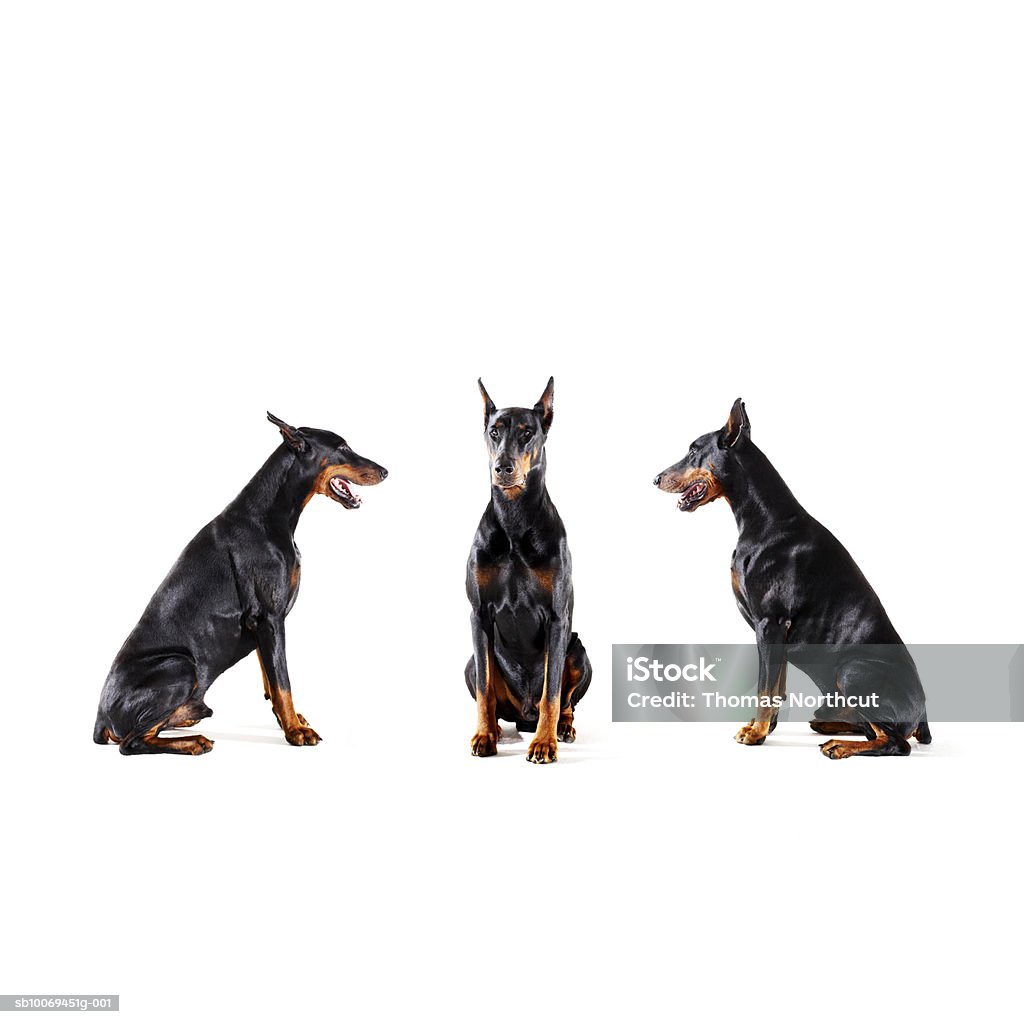 Dobermans barking at each other  Doberman Pinscher Stock Photo