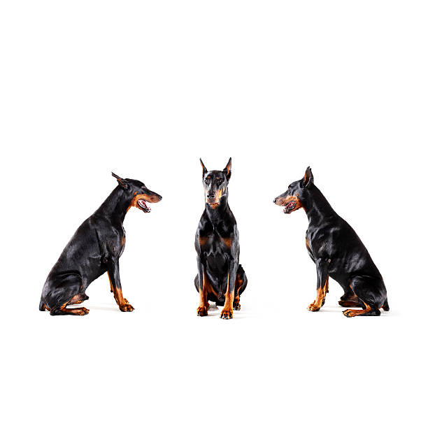 Dobermans barking at each other  doberman pinscher stock pictures, royalty-free photos & images