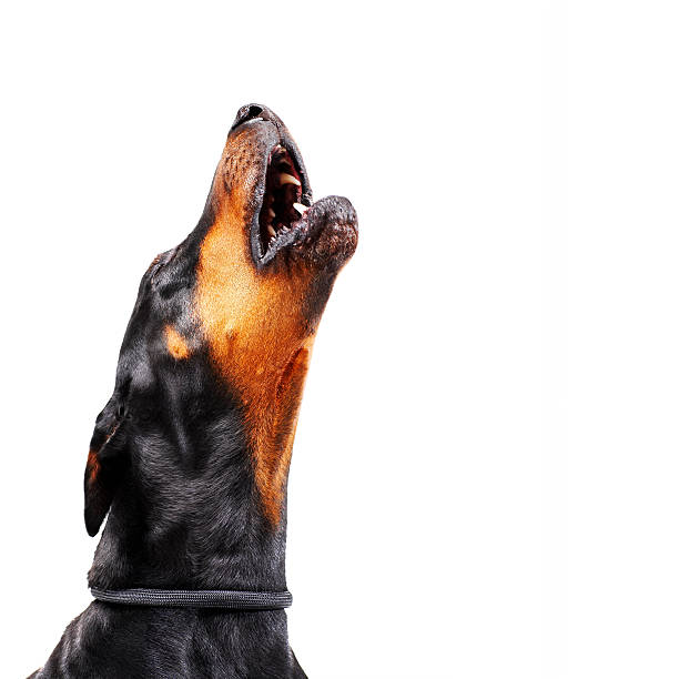 doberman howling, close-up - latir - fotografias e filmes do acervo