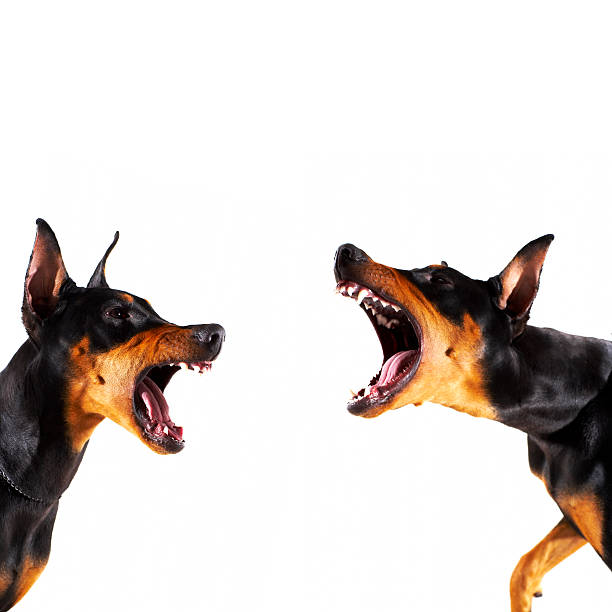 dobermans barking em cada um - doberman pinscher - fotografias e filmes do acervo