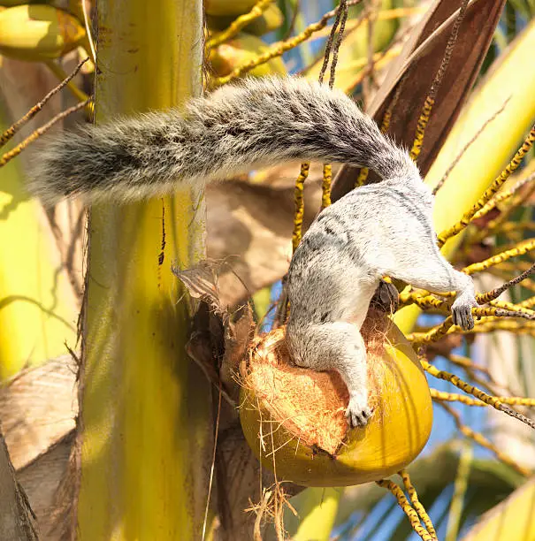 Photo of Mexican Gray Squirrel (Sciurus aureogaster) eating coconut