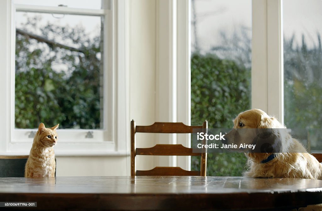 Ginger Getigerte Katze Katze und golden retriever sitzend am Tisch - Lizenzfrei Hauskatze Stock-Foto
