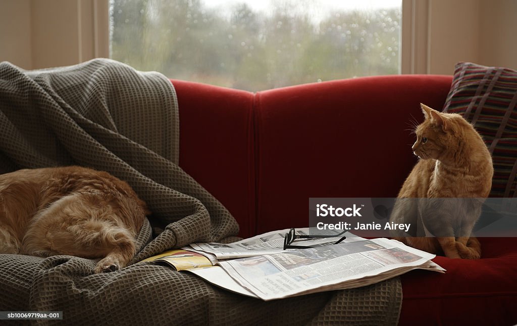 Ginger atigrado gato mirando en golden retriever dormitorio con sofá - Foto de stock de Gato doméstico libre de derechos
