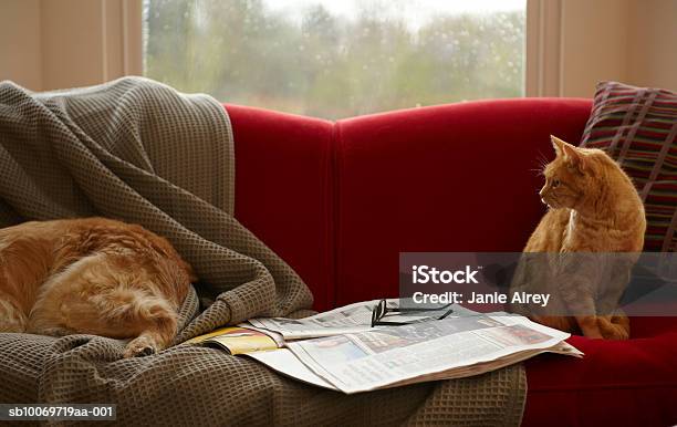 Ginger Atigrado Gato Mirando En Golden Retriever Dormitorio Con Sofá Foto de stock y más banco de imágenes de Gato doméstico