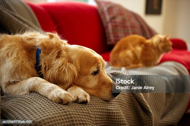 Golden Retriever Dog With Ginger Tabby Cat Resting On Sofa Stock Photo - Download Image Now