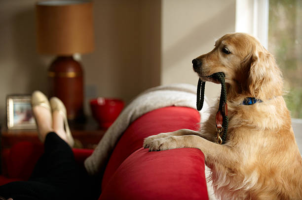 golden retriever in piedi con un guinzaglio in bocca ricerca - guinzaglio foto e immagini stock