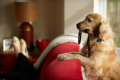 Golden retriever standing with leash in mouth looking at woman lying on sofa