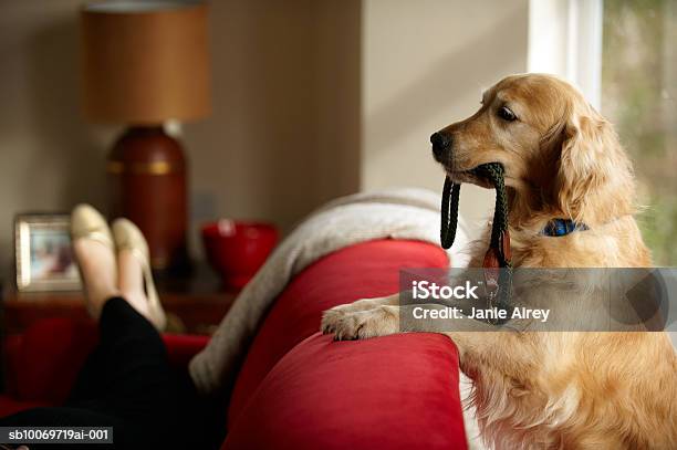 Golden Retriever Standing With Leash In Mouth Looking At Woman Lying On Sofa Stock Photo - Download Image Now