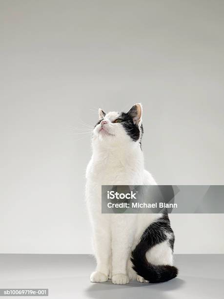 Black And White Cat Looking Up Stock Photo - Download Image Now - Domestic Cat, Sitting, White Color