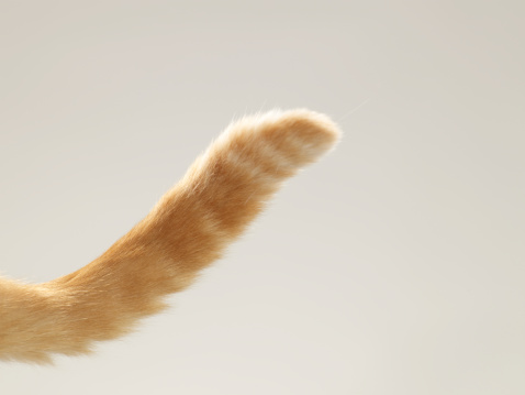 Ginger tabby cat tail, close-up