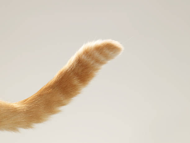 Ginger tabby cat tail, close-up  ginger cat stock pictures, royalty-free photos & images