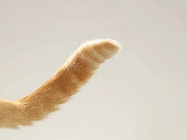 Photo of Ginger tabby cat tail, close-up