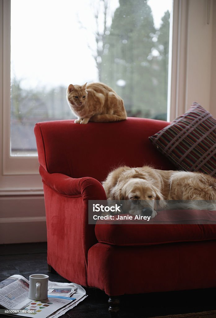 Golden retriever perro y gato atigrado ginger descanso con sofá - Foto de stock de Perro libre de derechos