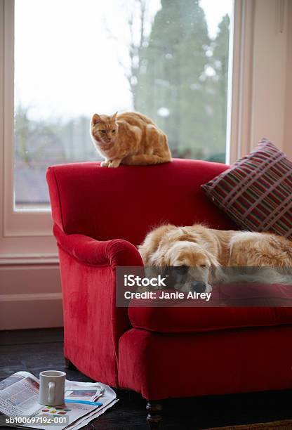 Photo libre de droit de Golden Retriever Chien Avec Chat Tigré Au Gingembre Reposant Sur Un Canapé banque d'images et plus d'images libres de droit de Chien