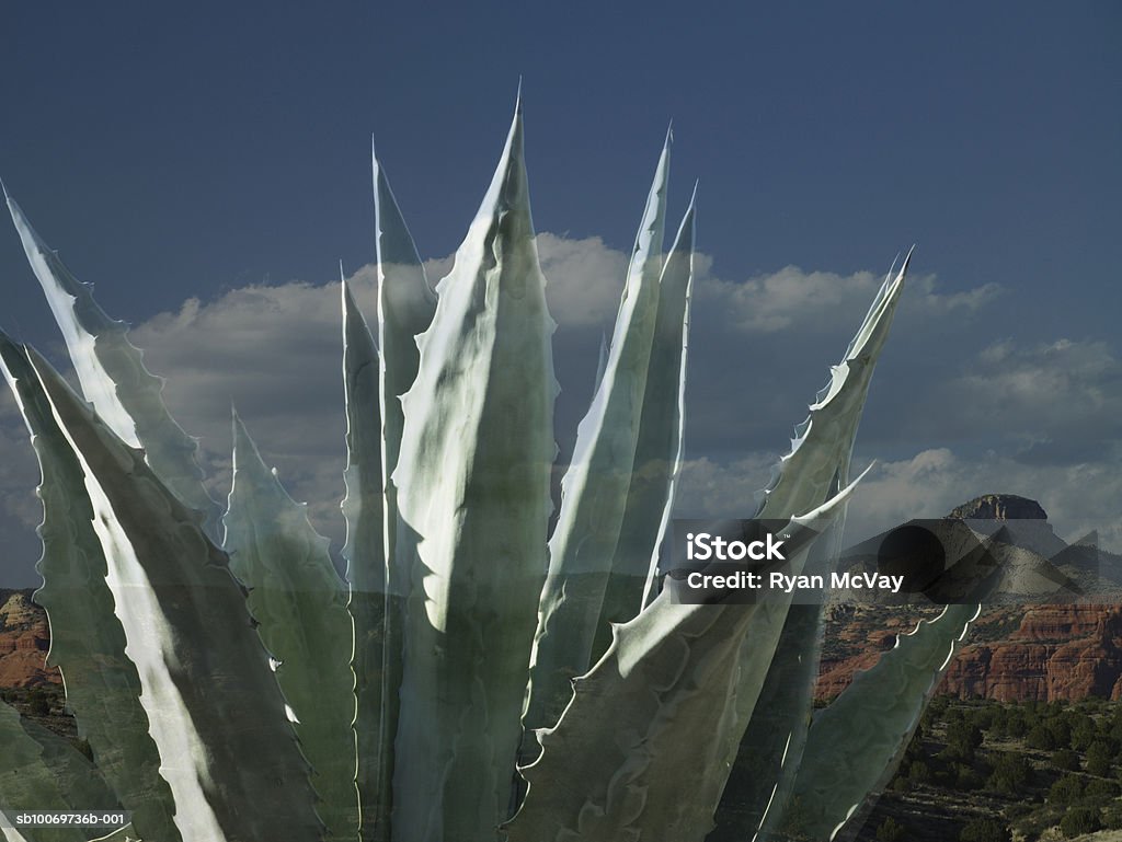 Cactus, primer plano - Foto de stock de Aire libre libre de derechos