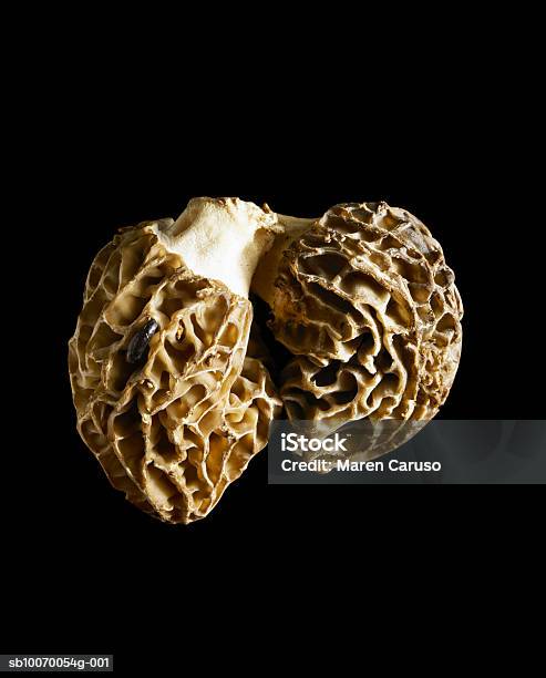 Closeup Of White Truffle On Black Background Stock Photo - Download Image Now - Black Background, Close-up, Color Image