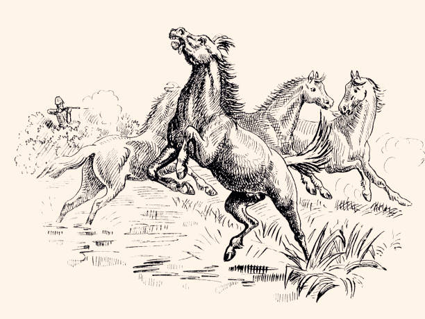 WILD HORSES (XXXL) THE FEAR OF FOUR WILD HORSES.
Vintage etching circa late 19th century gun violence stock illustrations