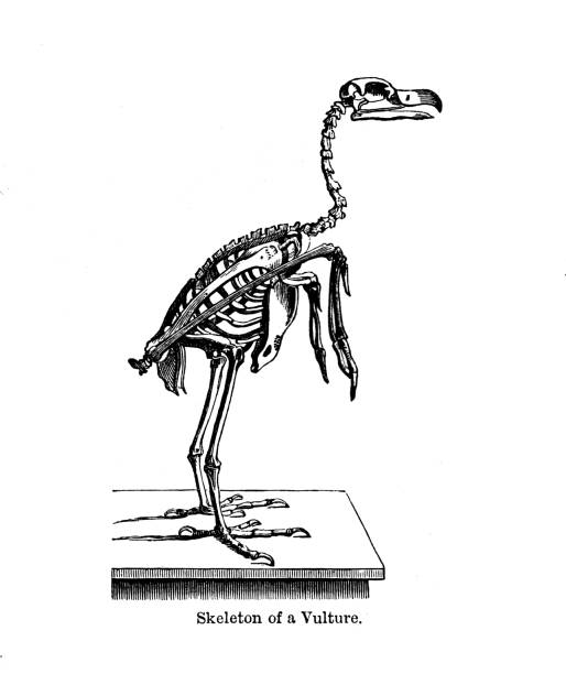 illustrations, cliparts, dessins animés et icônes de 19ème c gravure en noir et blanc skelton d’un vautour :l’histoire des oiseaux 1890 - squelette oiseau