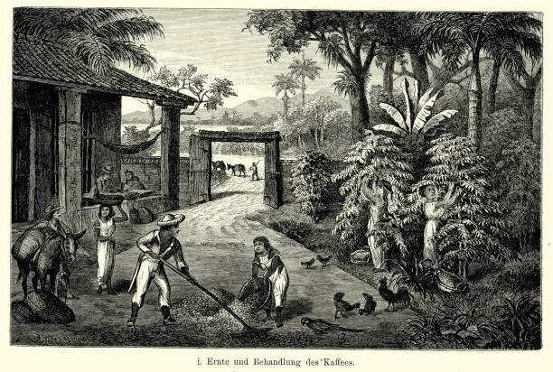 stockillustraties, clipart, cartoons en iconen met 19th century brazil - coffee plantation - coffee illustration plukken