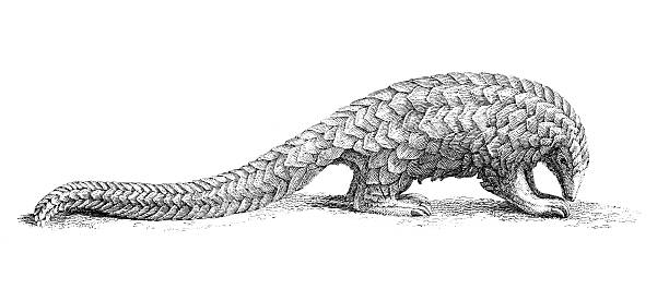 19th century engraving of a pangolin photographed from a book titled the 'National Encyclopedia', published in London in 1881. Copyright has expired on this artwork. Digitally restored. pangolin stock illustrations