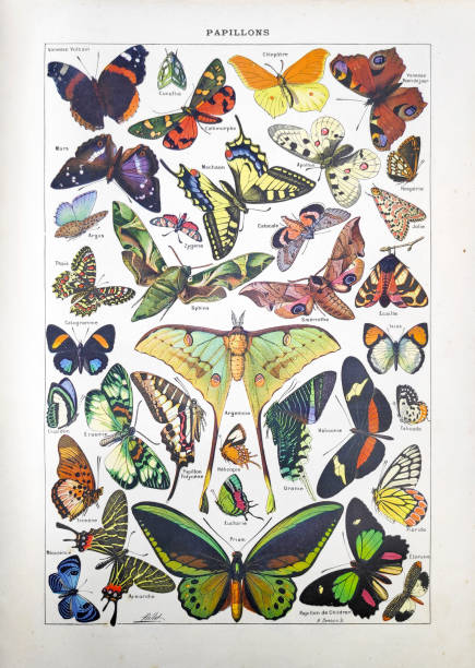 19th century illustration about butterflies Old illustration about butterflies by Adolphe Philippe Millot and engraved by Demoulin printed in the french dictionary "Dictionnaire complet illustré" by the editor Larousse in 1889. butterfly insect illustrations stock illustrations