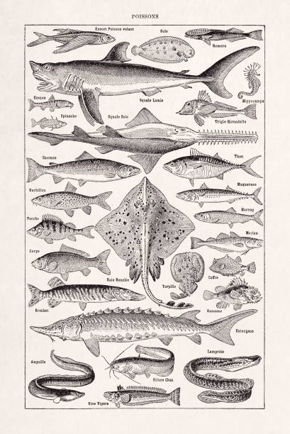 19th century illustration about fishes vector art illustration