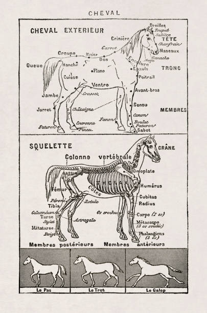 19th century illustration about horses vector art illustration