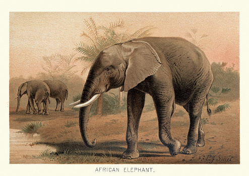 Vintage illustration of a African bush elephant (Loxodonta africana), also known as the African savanna elephant, is the largest living terrestrial animal